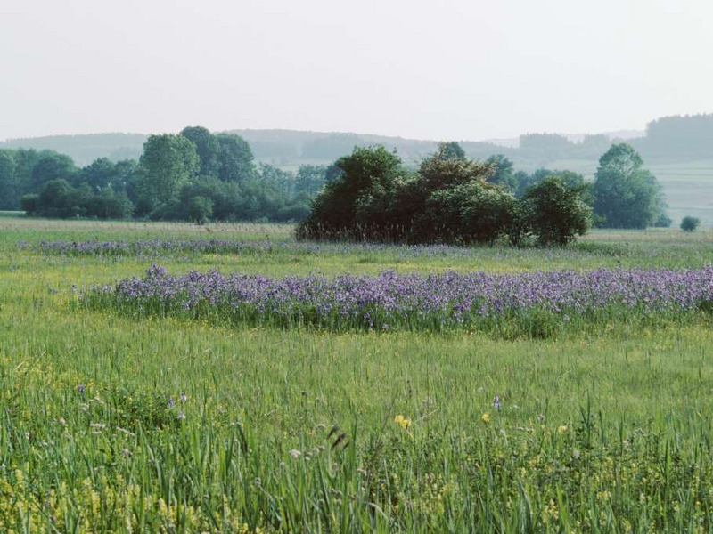 Streueflächen