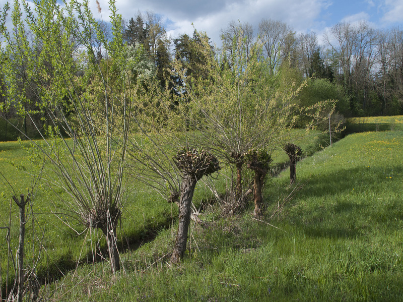 Les saules têtards